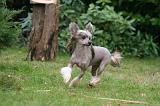 CHIEN NU CHINOIS 225